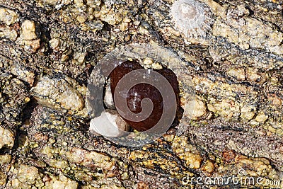 Beadlet anemone on rock Stock Photo