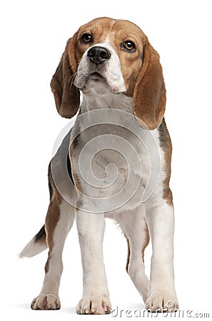 Beagle, 1 year old, standing Stock Photo