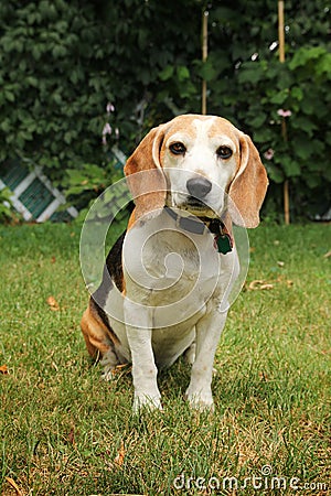 Beagle Stock Photo