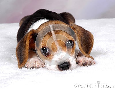 Beagle 3 Stock Photo