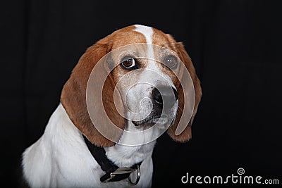 Beagle Stock Photo