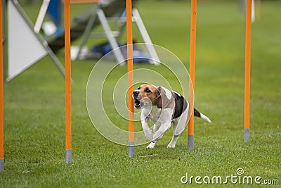 Beagle in agility Stock Photo
