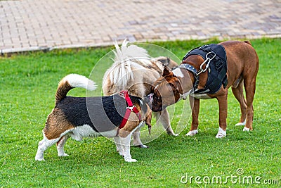 Beagle and boxer dog sniffing other dog's butt Stock Photo