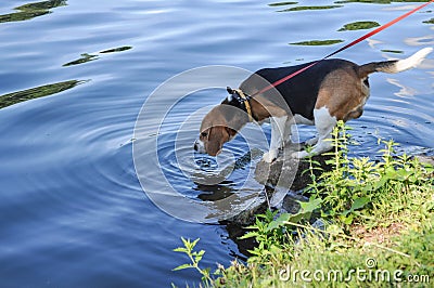 Beagle on break, drinking water from lake, while being on walk Stock Photo