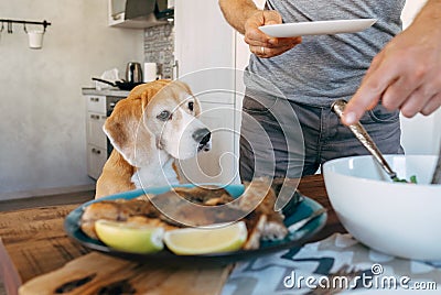 Beagle carefuly looking how the dinner prepare Stock Photo