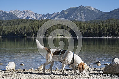 Beagle at lake Eibsee Stock Photo