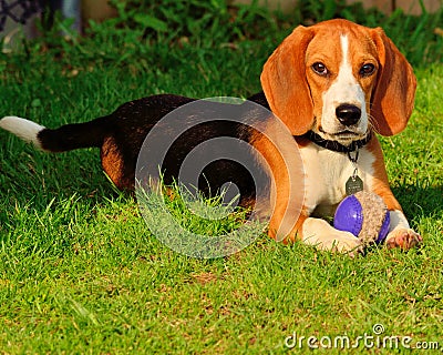 Beagle Closeup Stock Photo