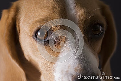 Beagle closeup portrait. Stock Photo