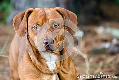 Beagle Dachshund mixed breed dog Stock Photo