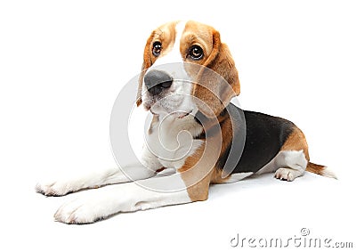 Beagle dog Stock Photo