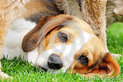 Beagle dog Stock Photo