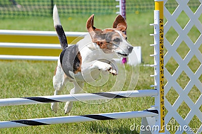 Beagle at a Dog Agility Trial Stock Photo