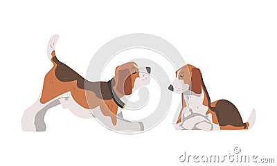 Beagle Dog as Scent Hound Breed with Brown Marking and Large Long Ears Sitting and Stretching Vector Set Vector Illustration