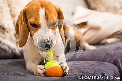 Beagle dog with a ball on a couch ripping ball toy Stock Photo