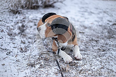 Beagle dog in black fur earflaps in winter park Stock Photo