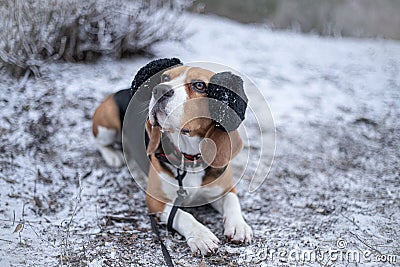 Beagle dog in black fur earflaps in winter park Stock Photo