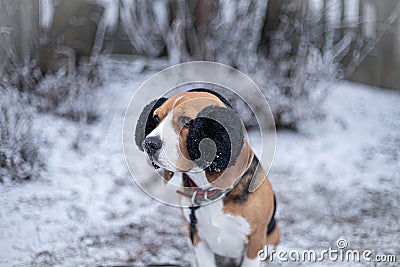 Beagle dog in black fur earflaps in winter park Stock Photo