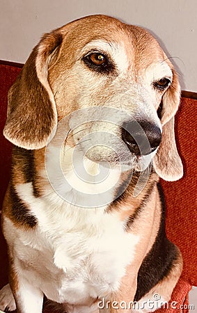 Beagle dog Stock Photo