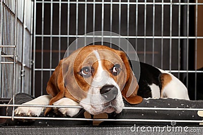 Beagle Dog in cage Stock Photo