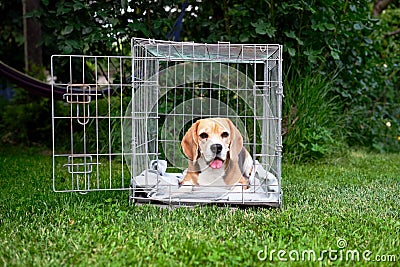 The beagle dog in a cage. Ready to travel. Wire box for keeping and safe transportation of the animal. Stock Photo