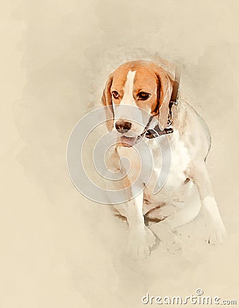 Beagle dog close up Stock Photo