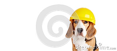 A beagle dog in a construction helmet on a white isolated background Stock Photo