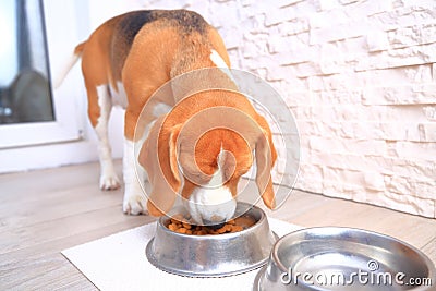Beagle dog eating Stock Photo