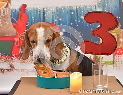Beagle dog eating birthday cake platter Stock Photo