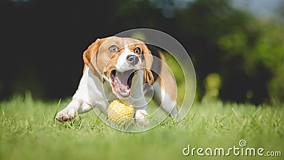 Beagle dog fails to catch ball Stock Photo