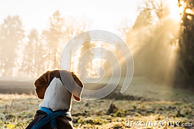 Beagle dog on field in the morning looking into sun rays in forest Stock Photo