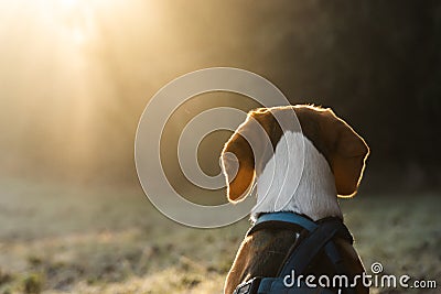 Beagle dog on field in the morning looking into sun rays in forest Stock Photo