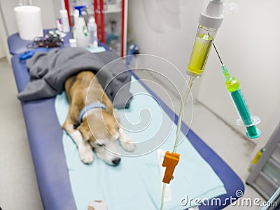 Beagle dog getting Intravenous therapy in a veterinary clinic. It gets Saline solution with necessary electrolytes and vitamins Stock Photo