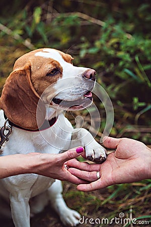 A Beagle Dog Gives A Paw Stock Photo