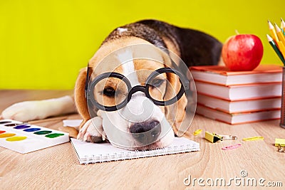 A beagle dog with glasses sleeps on a desk with school supplies. Stock Photo