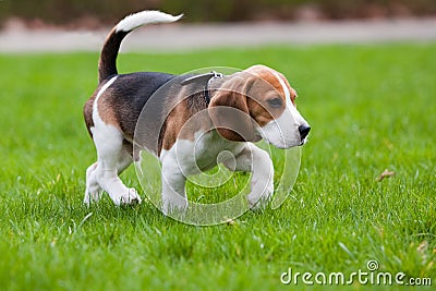 Beagle dog on green grass Stock Photo