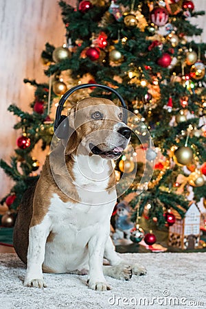 Beagle dog in headphones near decorated Christmas tree waiting for fireworks. Stock Photo