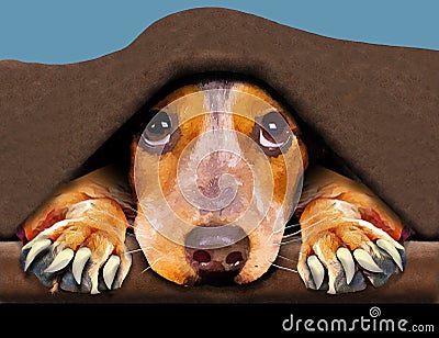 A beagle dog hides under a blanket knowing he will have to get a toenail trim soon Cartoon Illustration