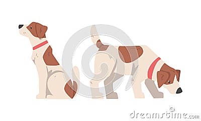 Beagle Dog Hound Breed with Brown Marking and Neck Collar Vector Set Vector Illustration