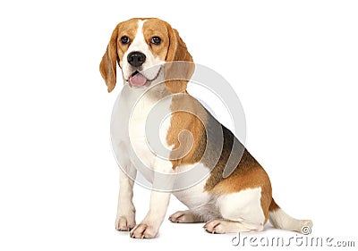 Beagle dog isolated on white background Stock Photo