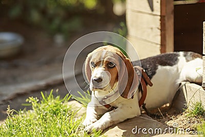 Beagle dog kennel. lies about homes dogs Stock Photo