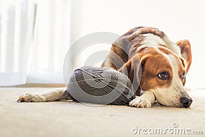 A Beagle dog lays inside on the floor with a big ball of grey yarn Stock Photo
