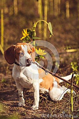 A Beagle Dog With A Leash Waits Outside Stock Photo