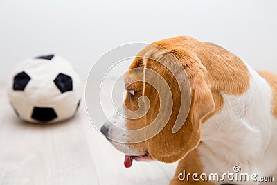 Pretty beagle dog Stock Photo