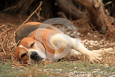 the beagle dog is lying peacefully Stock Photo