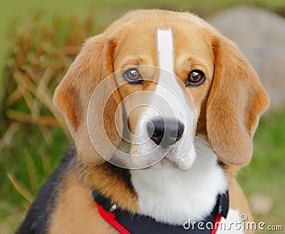 Beagle dog Stock Photo