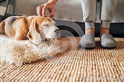 Beagle dog owner caress stroking his pet lying on the natural stroking dog on the floor and enjoying the warm home atmosphere Stock Photo