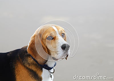 Beagle dog portrait Stock Photo