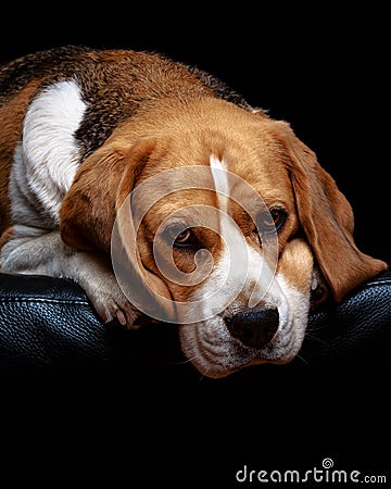 A beagle dog. Stock Photo