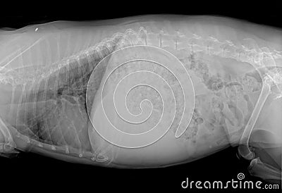 Beagle Dog Profile Xray Stock Photo