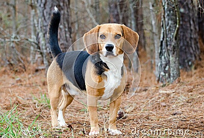 Beagle Dog Pup Stock Photo